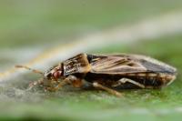 Holcocranum saturejae