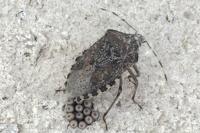 Rhaphigaster nebulosa