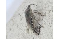 Rhaphigaster nebulosa