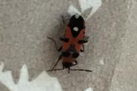Horvathiolus superbus