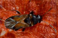 Ischnocoris angustulus