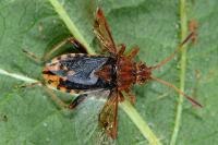 Stictopleurus abutilon