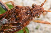 Stictopleurus abutilon