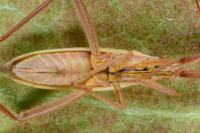 Notostira elongata