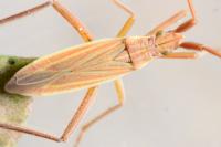 Notostira elongata