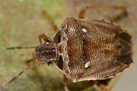 Eysarcoris ventralis
