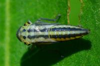 Cicadella viridis