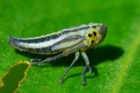 Cicadella viridis