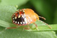 Nezara viridula