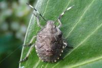 Rhaphigaster nebulosa