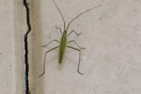 Megaloceroea recticornis