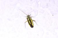 Stenotus binotatus