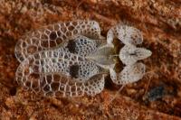 Corythucha ciliata