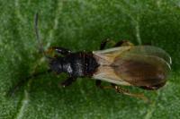 Brachyplax tenuis