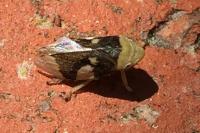 Philaenus spumarius