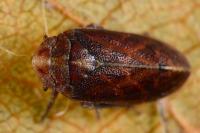 Tettigometra impressopunctata