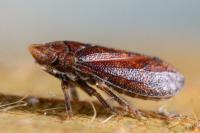 Tettigometra impressopunctata