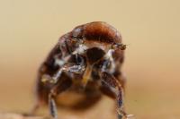 Tettigometra impressopunctata