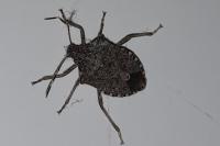 Halyomorpha halys