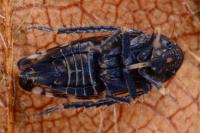 Neoaliturus fenestratus