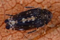 Neoaliturus fenestratus