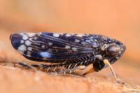 Neoaliturus fenestratus