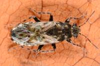 Heterogaster urticae