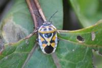 Eurydema ornata