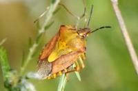 Carpocoris purpureipennis