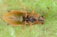 Cymus claviculus