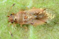 Cymus claviculus