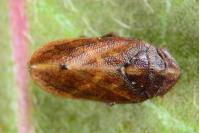 Tettigometra impressopunctata
