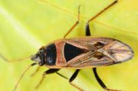 Xanthochilus quadratus