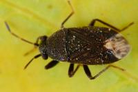 Stygnocoris fuligineus