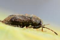 Stygnocoris fuligineus