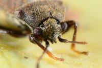 Stygnocoris fuligineus