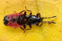 Ischnodemus sabuleti