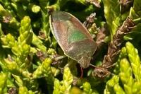 Piezodorus lituratus