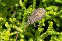 Enoplops scapha