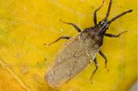 Catoplatus carthusianus