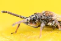 Catoplatus carthusianus