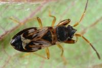 Scolopostethus affinis