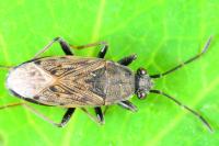 Peritrechus gracilicornis