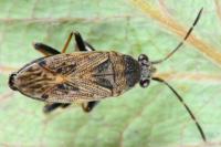 Peritrechus gracilicornis