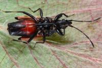 Oxycarenus lavaterae