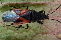 Oxycarenus lavaterae