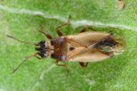 Cymus melanocephalus