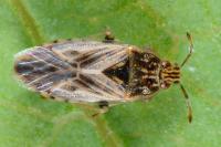 Holcocranum saturejae