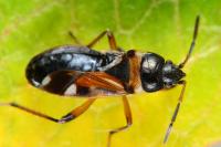 Raglius alboacuminatus