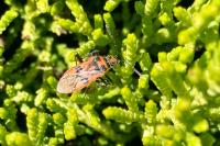 Corizus hyoscyami